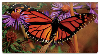 Milkweed Butterfly Checkbook Cover