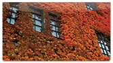 Autumn Ivy Checkbook Cover