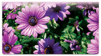 Backyard Flower Garden Checkbook Cover