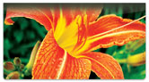 Orange Flower Checkbook Cover
