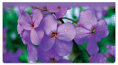 Purple Flower Checkbook Cover