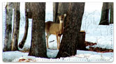 Deer Checkbook Cover