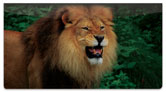 Lion Checkbook Cover