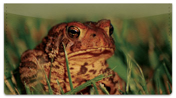 Toad Checkbook Cover