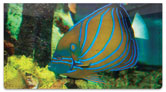 Blue Ring Angelfish Checkbook Cover