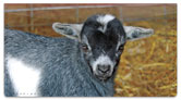 Baby Goat Checkbook Cover