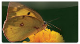 Butterfly Garden Checkbook Cover