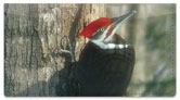 Woodpecker Checkbook Cover