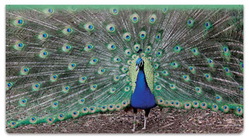 Colorful Peacock Checkbook Cover