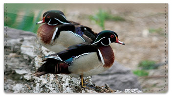 Wood Duck Checkbook Cover