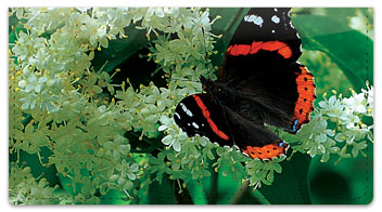 Red Admiral Butterfly Checkbook Cover