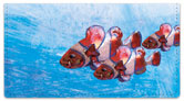Painted Clown Fish Checkbook Cover