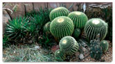 Cactus Garden Checkbook Cover