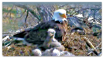 Nesting Eagle Checkbook Cover