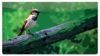 Sparrow Checkbook Cover