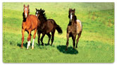 Country Horse Checkbook Cover