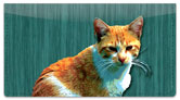 Alley Cat Checkbook Cover