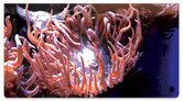 Sea Anemone Checkbook Cover