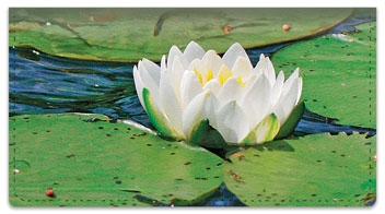 Water Lily Checkbook Cover