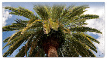 Palm Tree Checkbook Cover