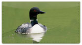 Common Loon Checkbook Cover
