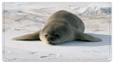 Animals of Antarctica Checkbook Cover