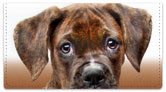 Boxer Pup Checkbook Cover