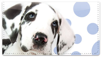 Great Dane Pup Checkbook Covers