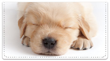 Sleepy Golden Pup Checkbook Covers