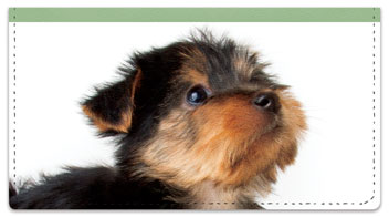 Yorkie Pup Checkbook Covers