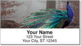 Colorful Peacock Address Labels