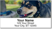 Dog & Cat Address Labels