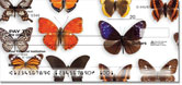 Butterfly Collection Checks