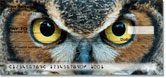 Eyes of an Owl Checks