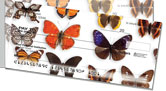 Butterfly Collection Side Tear Checks
