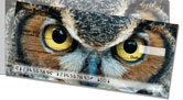Eyes of an Owl Side Tear Checks