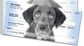 Black Lab Pup Side Tear Checks